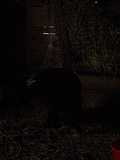 Devil dog in the barn