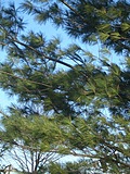 Pine trees against the sky