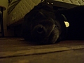 Dog nose