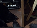 Dog's Head