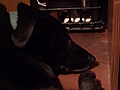 Dog's Head 2