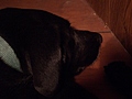 Dog's Head 3