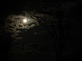 Moon, Clouds, Tree