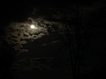 Moons, Clouds, Tree 3