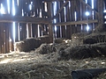 Straw bales inside a barn