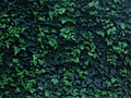 Creeper 2