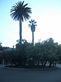 Palm tree traffic circle