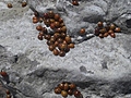 Ladybirds 1