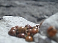 Ladybirds 4