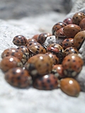 Ladybirds 5