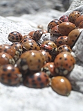 Ladybirds 6