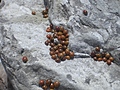 Ladybirds 7