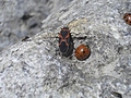 Ladybirds 9
