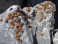 Ladybirds 10