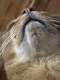 Marzipan the Cat: chin