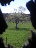 Tree from barn