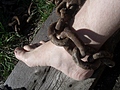 Chained ankle