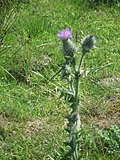 Scottish thistle 2