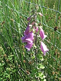 Foxglove