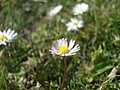Daisy