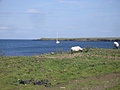 Sheep and boat
