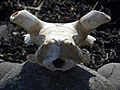 Sheep skull
