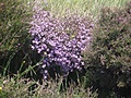 Pink heather