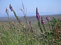 Wild hollyhocks