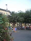 Palm tree in plaza