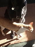 Reuben and Aster