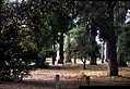 Stanford Woods