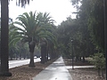 Stanford Campus: the avenue: 3