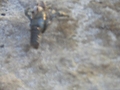 Blue blurry shellfish 2
