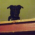 Doggy Icon
