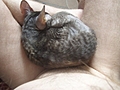 Roswell on my lap 3