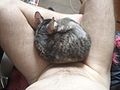 Roswell on my lap 4