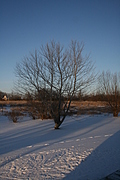 Winter Tree