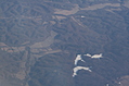 Frozen lakes in the forest 2
