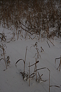 Dry grass in snow