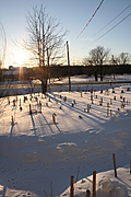Landscape of Winter Trees 3
