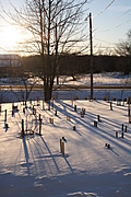 Landscape of Winter Trees 4
