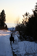 Walking the Dog