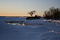 Point Petre Tree in Winter 1