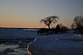 Point Petre Tree in Winter 4