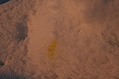 Yellow snow