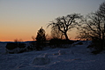 That Tree Again
