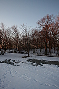 Evening Winter Trees