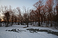 Evening Winter Trees 2