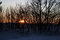 Evening Winter Trees 3