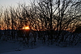 Evening Winter Trees 4